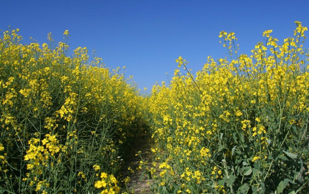 uso-de-canola-como-cultivo-de-cobertura-aprenda-sobre-los-cultivos-de