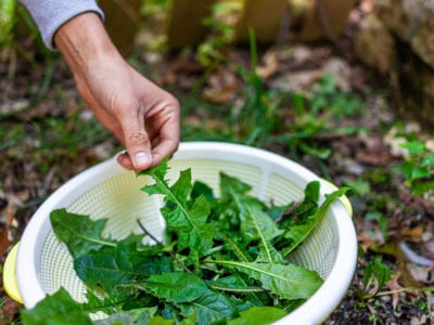 Jardinería con comestibles nativos: plantas nativas que puedes comer y