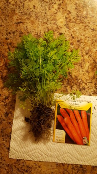 Razones por las que las zanahorias no se forman: cómo hacer que las zanahorias crezcan